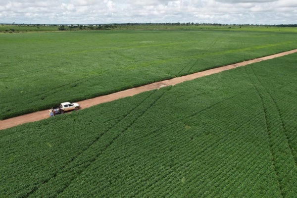 Produtores de soja de MT têm até 15 de fevereiro para cadastrar unidades de produção no Indea